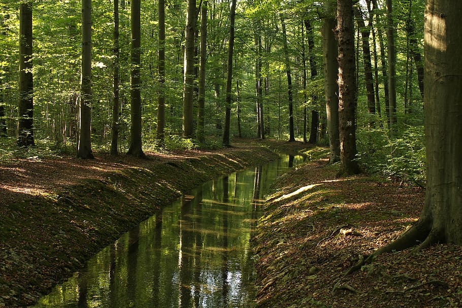 river in forest, beautiful, swans, elbe, murmur, swim, summer HD wallpaper