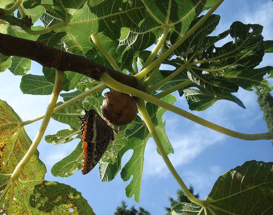 fig, butterfly, sky, blue, leaves, green, nature, summer, leaf HD wallpaper