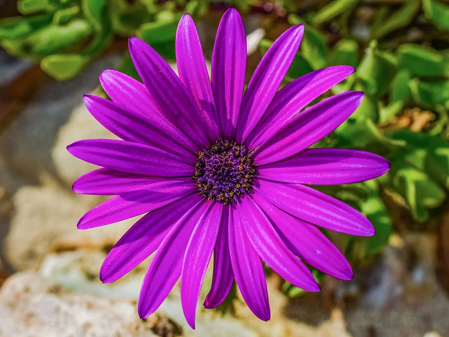 african daisy, osteospermum, flower, purple, nature, spring, HD wallpaper