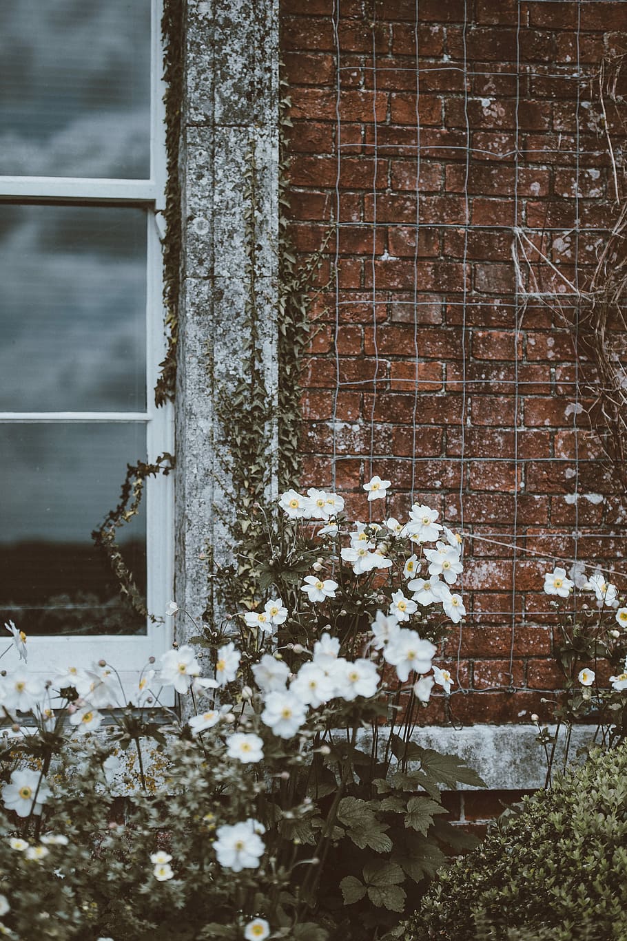 white petaled flowers near the glass window, wall, bricks, wire HD wallpaper