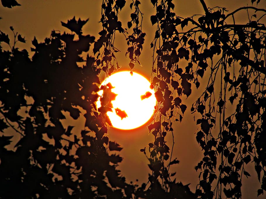 the sun, tree, west, foliage, shadow, nature, sunset, view HD wallpaper