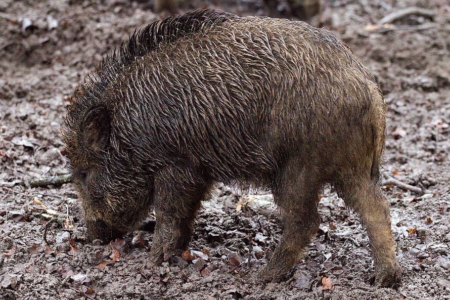 brown boar, wild boars, animals, forest, animal themes, one animal HD wallpaper