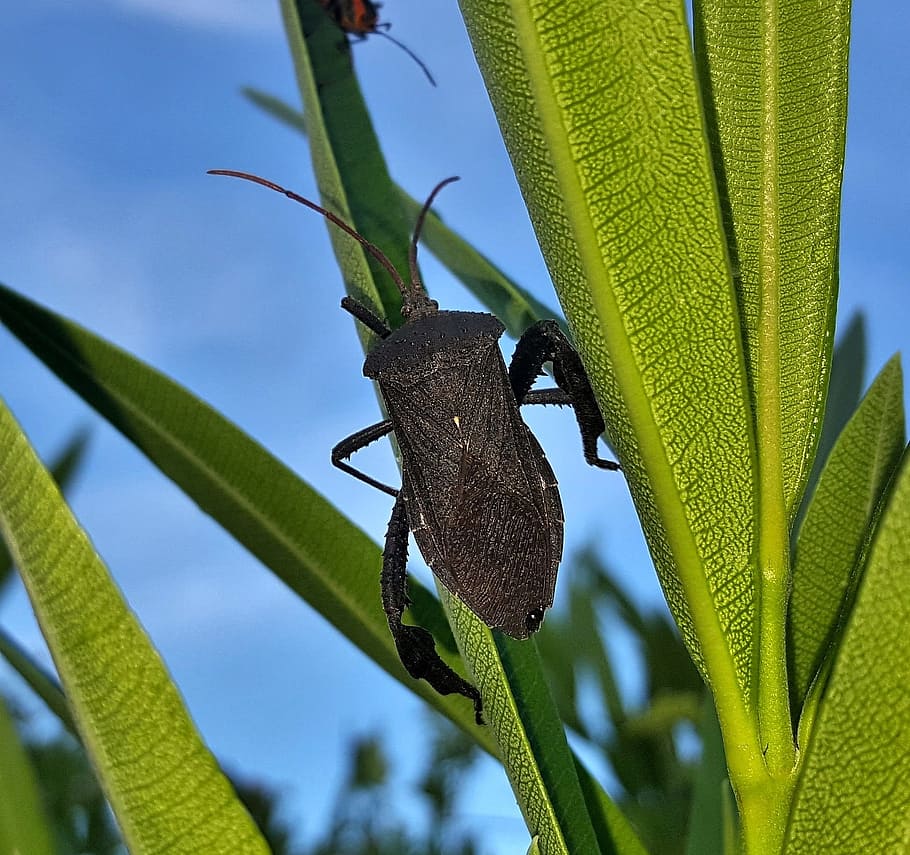 beetle, bug, leaf footed bug, insect, flying insect, winged insect HD wallpaper