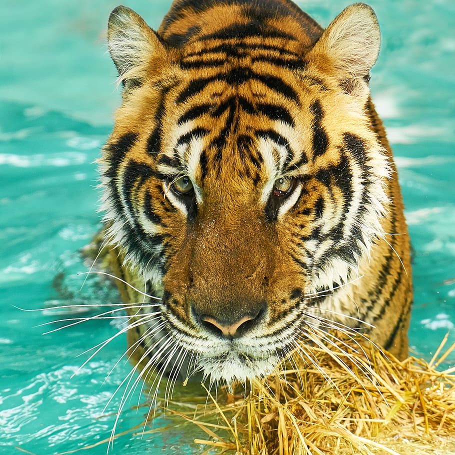 Tiger, Wild, Animal, Beautiful, for, face, water, wet, thailand