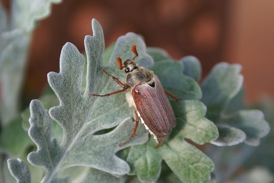 maikäfer, close, insect, beetle, animal, animal themes, plant HD wallpaper
