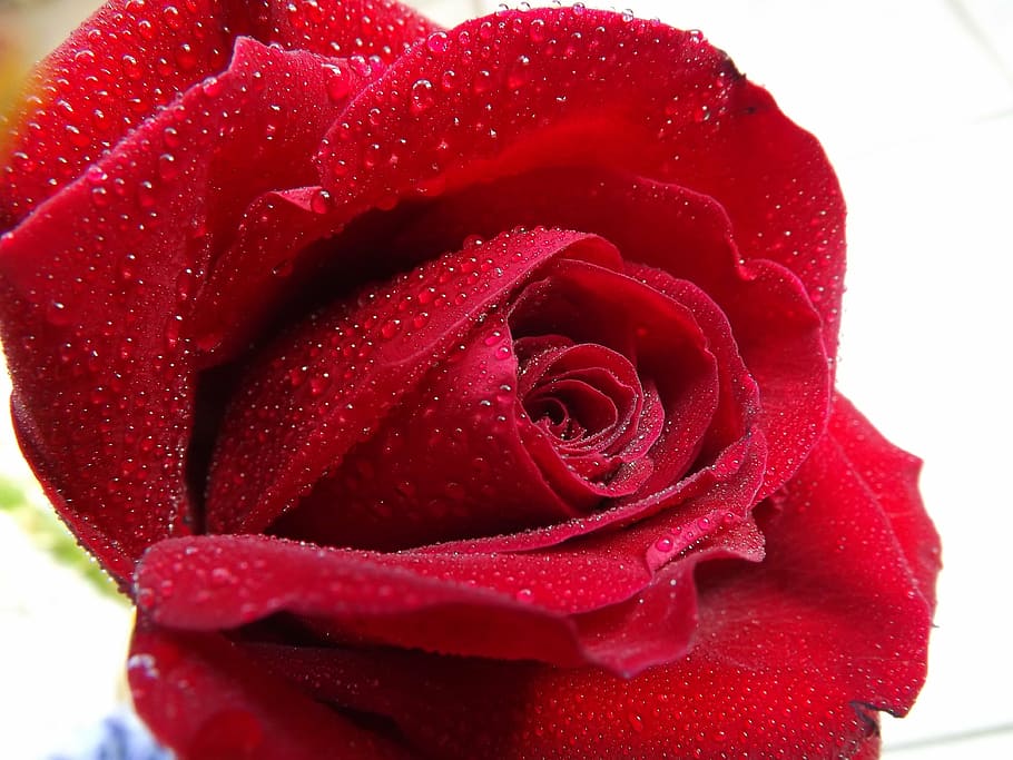 rose, dew, water, red, petals, flower, rose - Flower, nature HD wallpaper