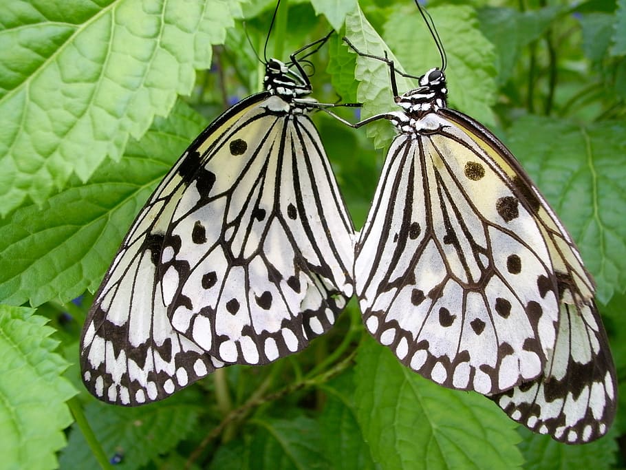 idea leuconoe, butterfly, bug, insect, butterfly - insect, invertebrate HD wallpaper