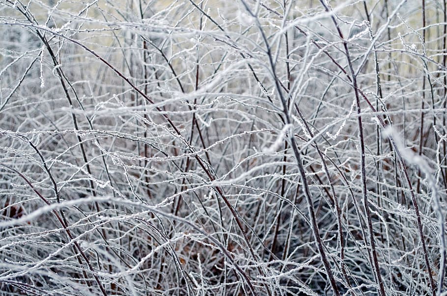 frozen, tree, ice, nature, macro, branch, cloudy, branches HD wallpaper