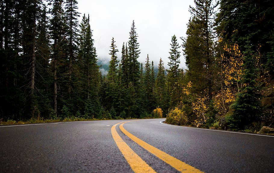 Gray and Yellow Road Between Forest, asphalt, perspective, travel HD wallpaper