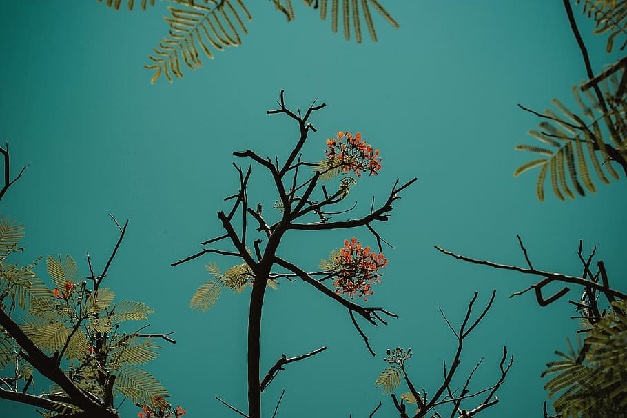 Red Flowering Tree, bloom, blooming, blossom, branches, bright HD wallpaper