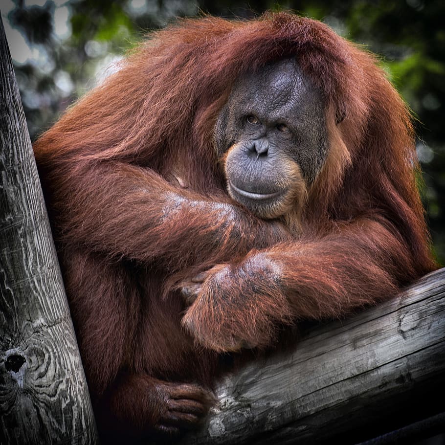 orangutan on brown tree, orang utan, monkey, ape, red, cute HD wallpaper