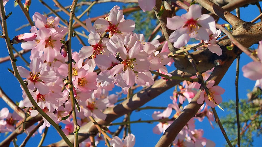 Tekirdağ, Beach, Nature, tree, springtime, branch, flower HD wallpaper
