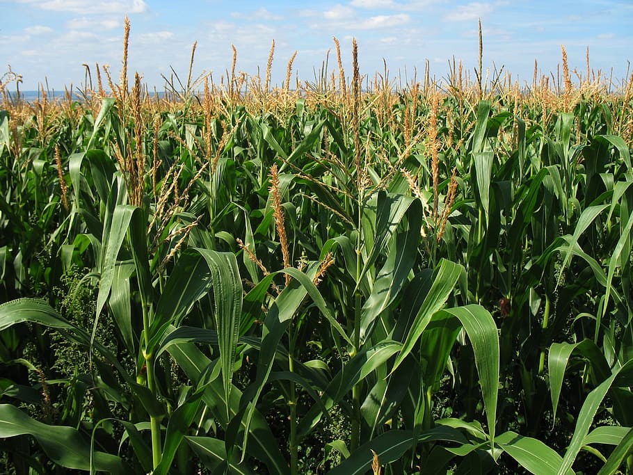 green corn fields, Field, Crop, Agriculture, Farm, tall, plants, HD wallpaper