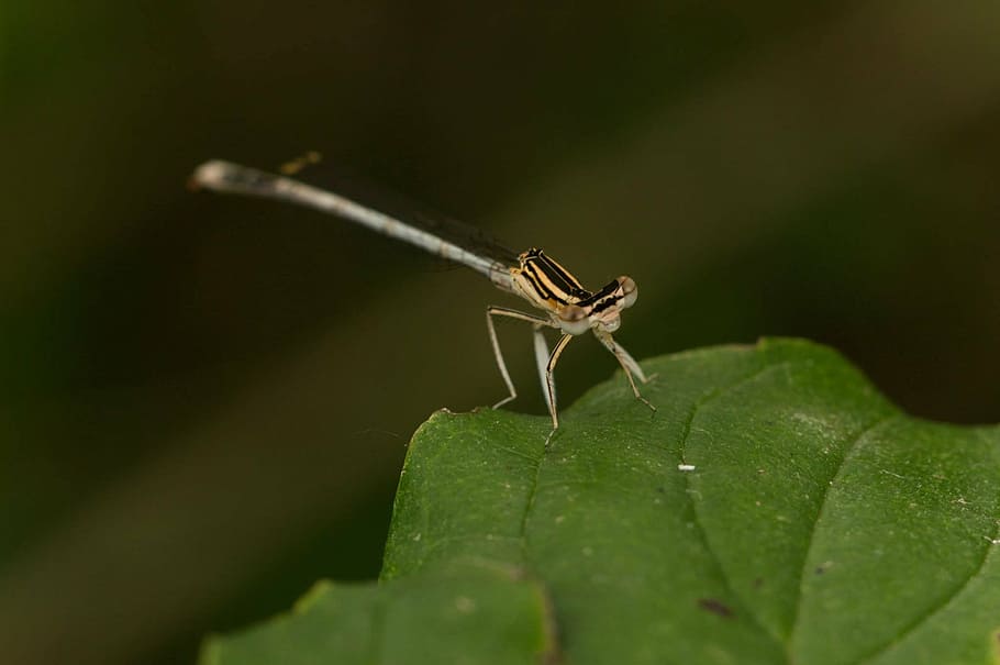dragonfly, leaf, close, insect, eyes, nature, animal, wildlife HD wallpaper