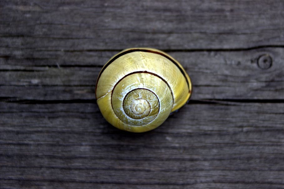 snail, garden, shell, yellow, mollusk, wood - material, animal wildlife HD wallpaper