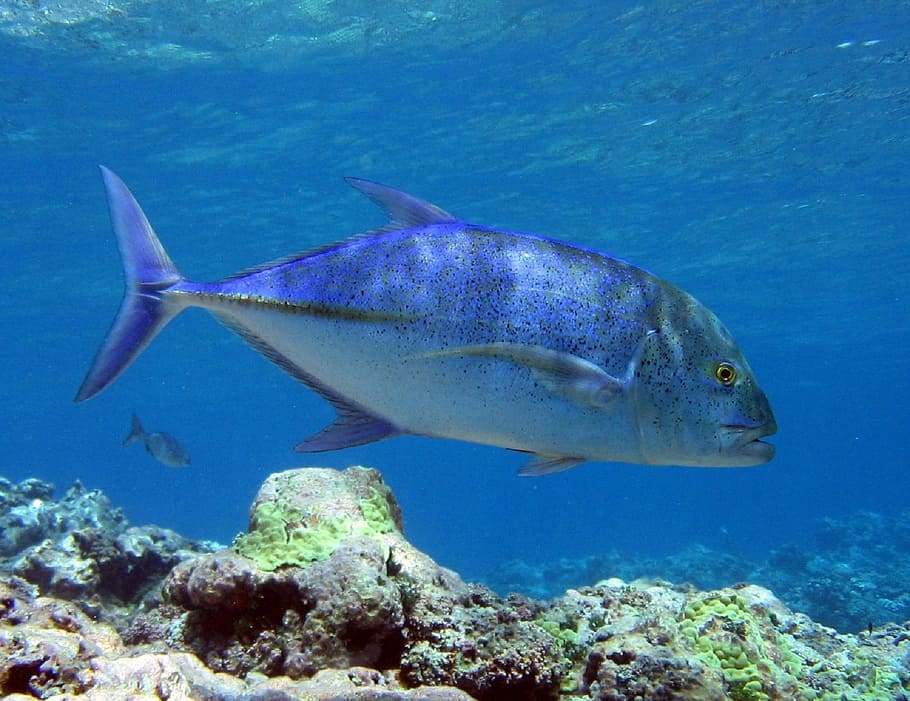 gray fish underwater at daytime, bluefin trevally, swimming, ocean, HD wallpaper