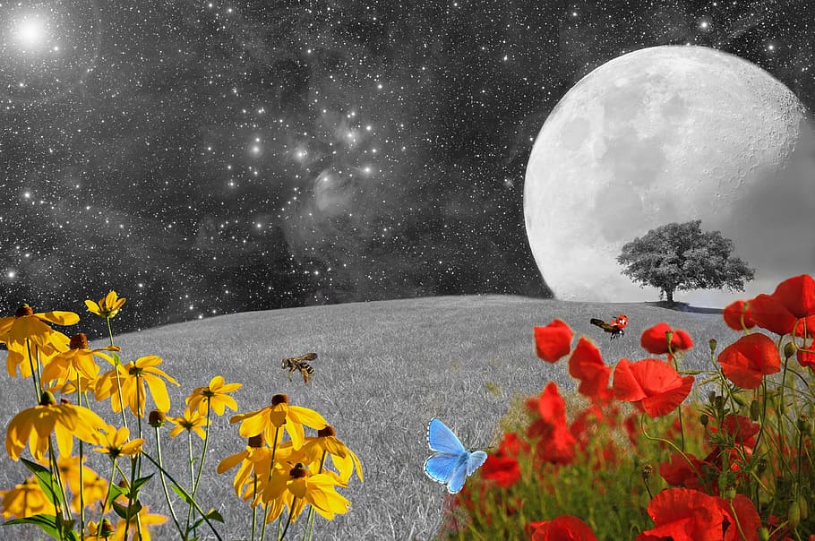 illustration of flowers and moon, Green Meadow, flower meadow