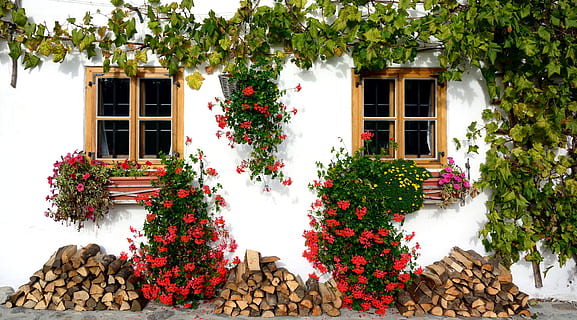 red petaled flowers on brown wooden framed window, plants, windows HD wallpaper