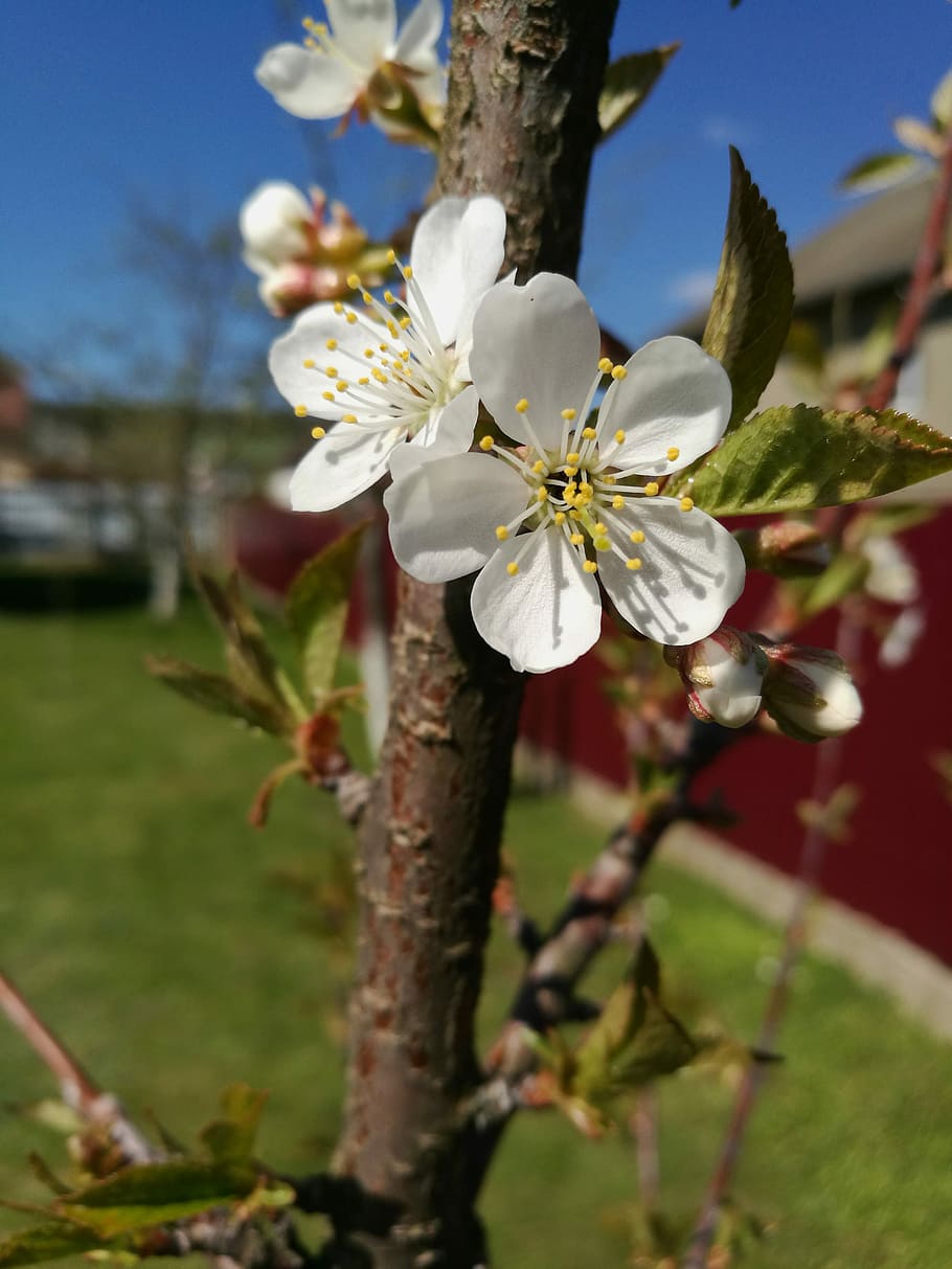Cherry Blossoms, Spring, Macro, Nature, flowering tree, may HD wallpaper