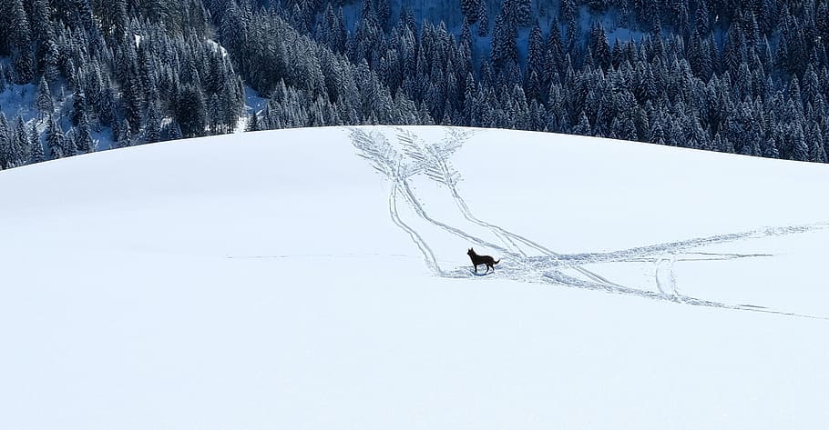 black wolf on snowy field, dog, landscape, tree, forest, winter HD wallpaper