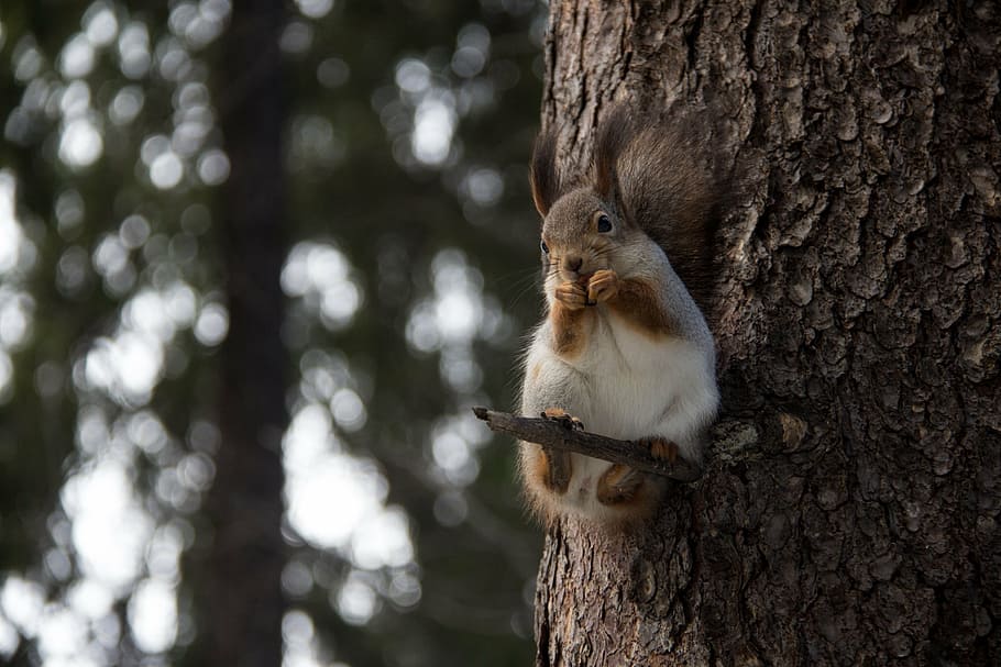 wildlife photography of brown rabbit on tree branch, squirrel HD wallpaper
