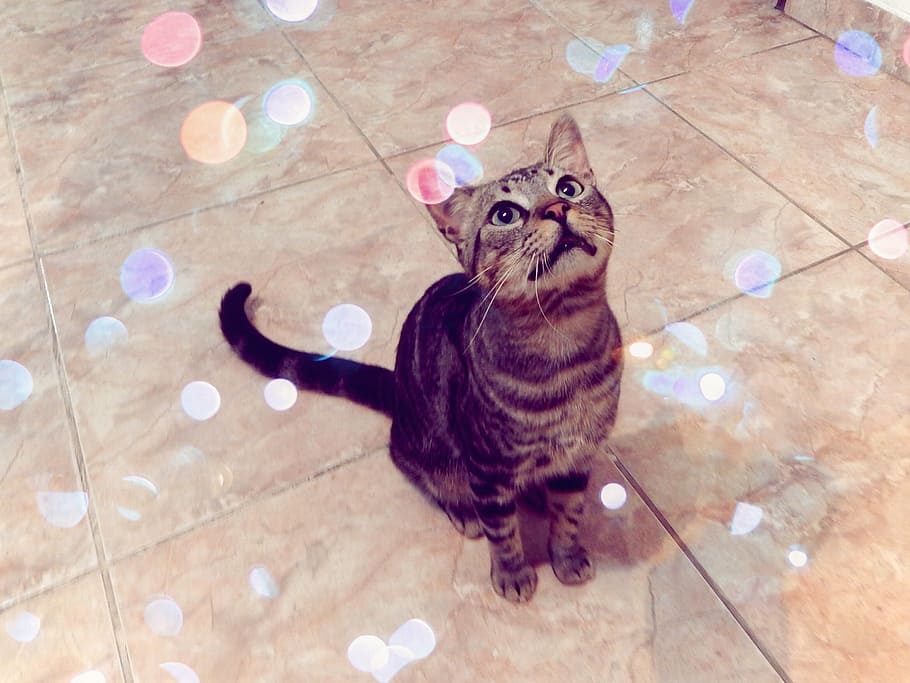 cat, pet, look, animal, animal themes, domestic, pets, domestic cat HD wallpaper