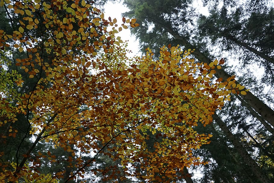 autumn, forest, tree, yellow, sky, plant, growth, low angle view HD wallpaper