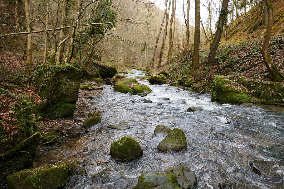 Nature, Water, Spring, moss, forest, day, tree, no people, plant HD wallpaper