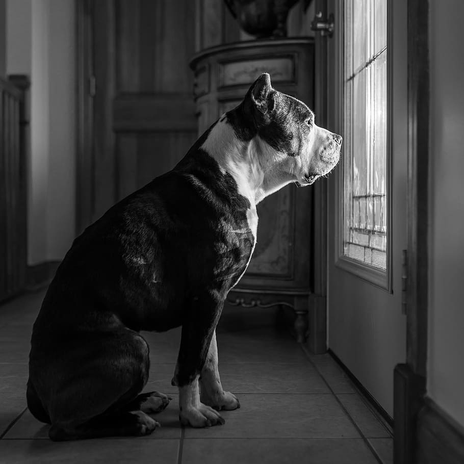 grayscale photo of dog staring outside through window, grayscale photography of dog in front of window