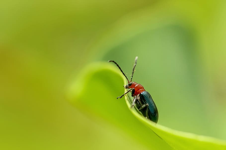 insect, nature, beetle, ladybug, little, animal, closeup, biology HD wallpaper