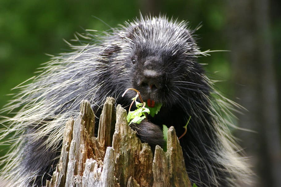 animals, alaska, wildlife, rodent, mammal, nature, small, hedgehog HD wallpaper