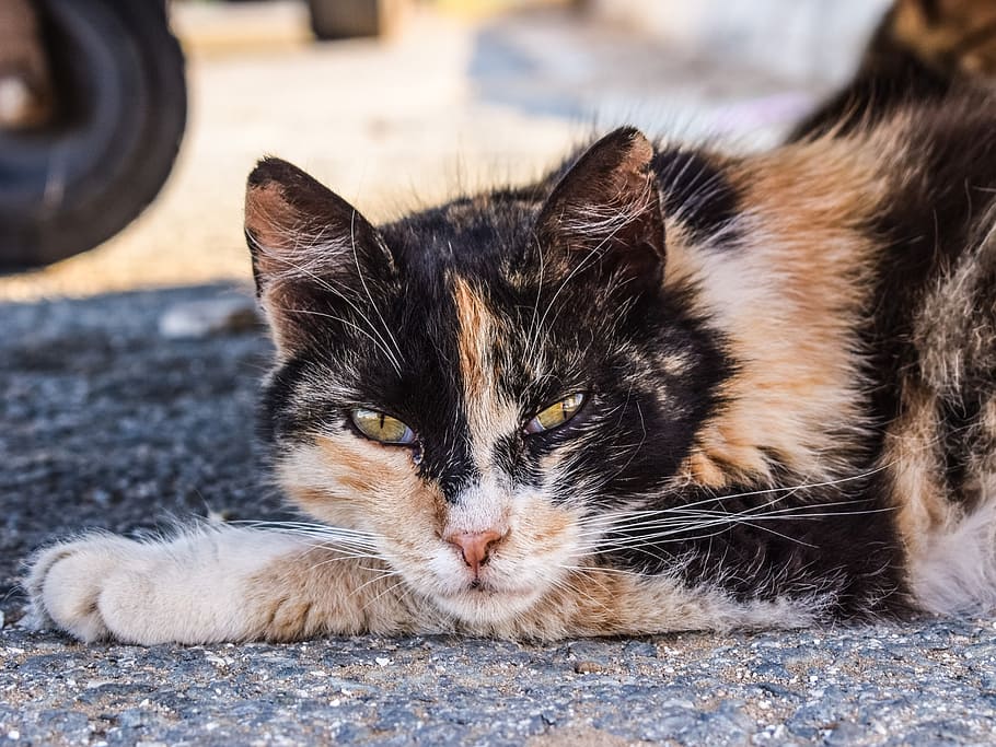 Cat, Stray, Mean, Animal, looking, street, feral, wild, outdoor HD wallpaper