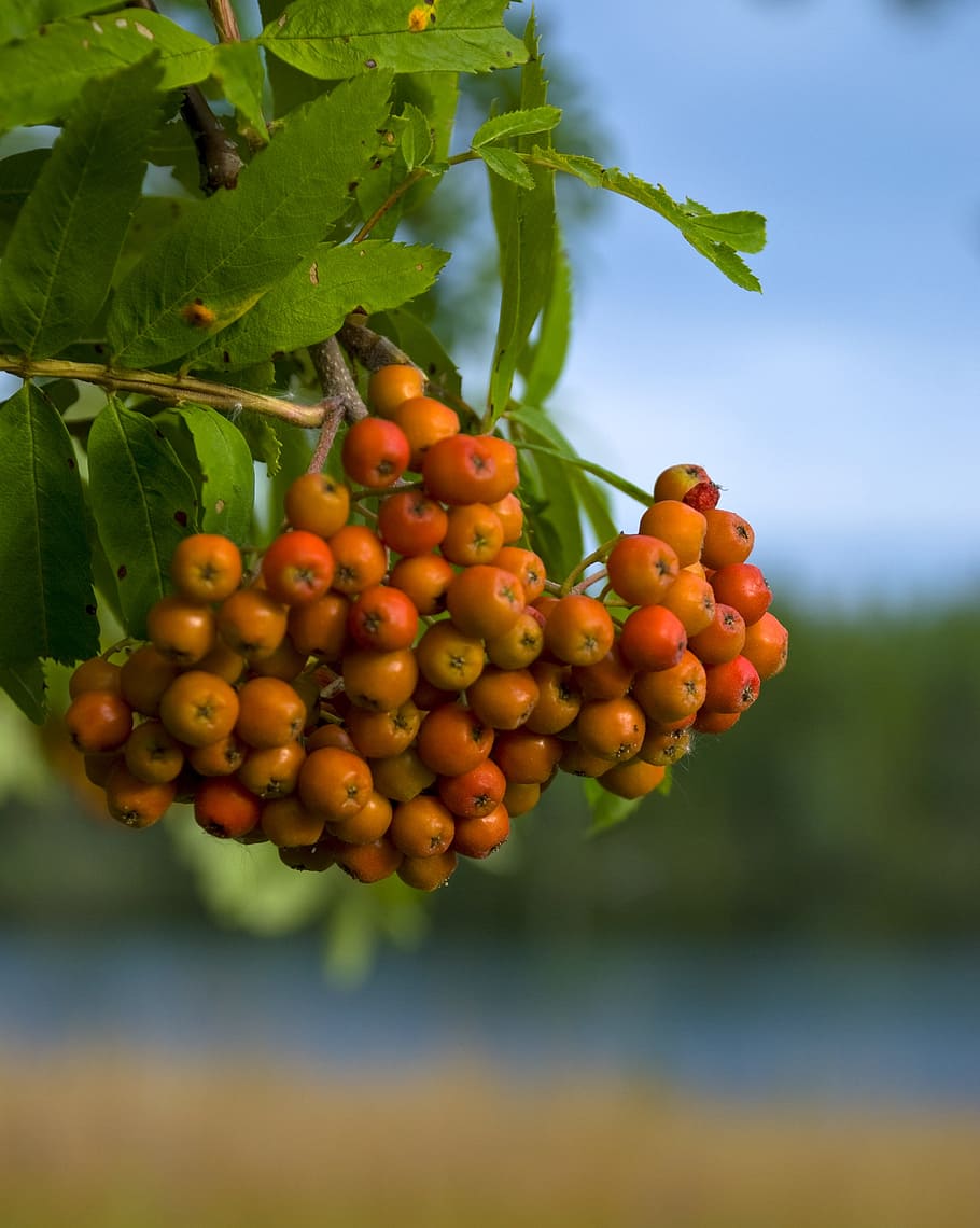 fruit, mat, berry, nature, frog, rowan, rowan berries, tree HD wallpaper