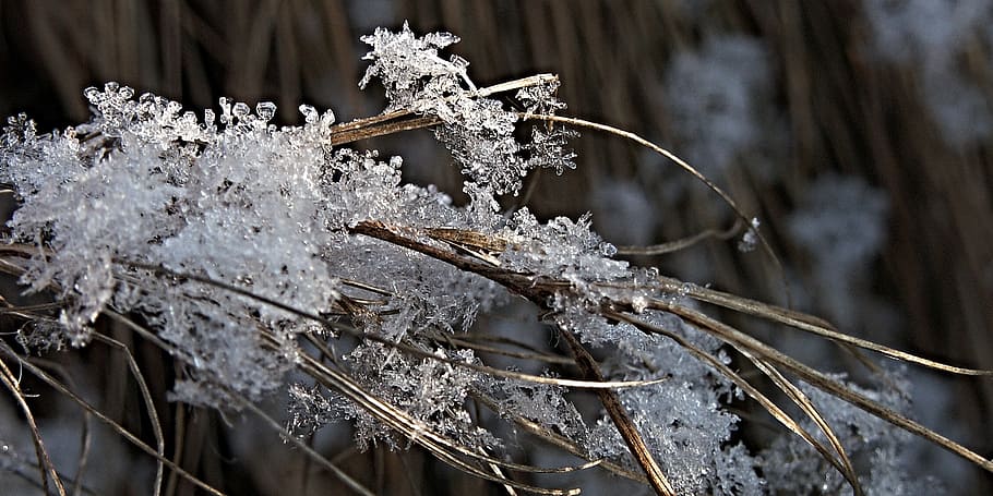 snow, flakes, ice, winter, straws, dry grass, plant, cold temperature HD wallpaper