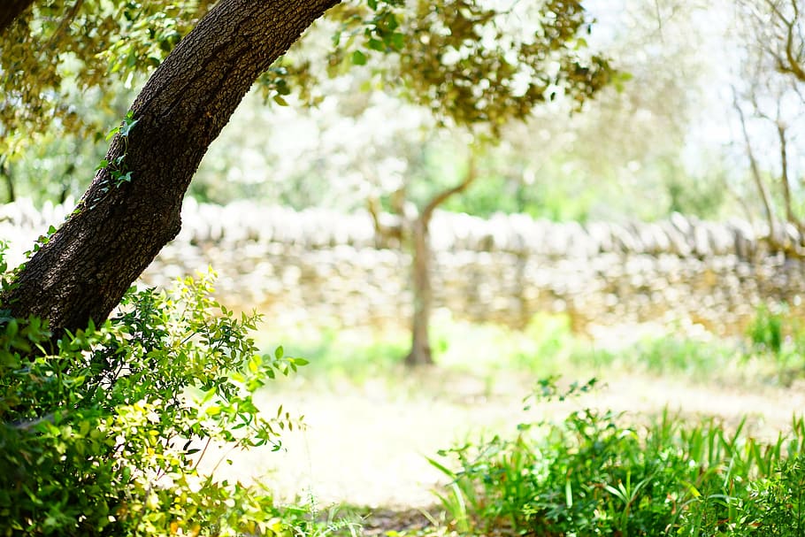 selective focus of trees and grass, ilex, landscape, idyll HD wallpaper