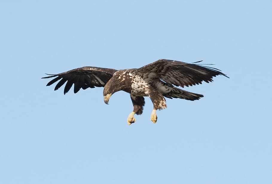 brown and black eagle flying on sky, juvenile, bird, raptor, flight, HD wallpaper