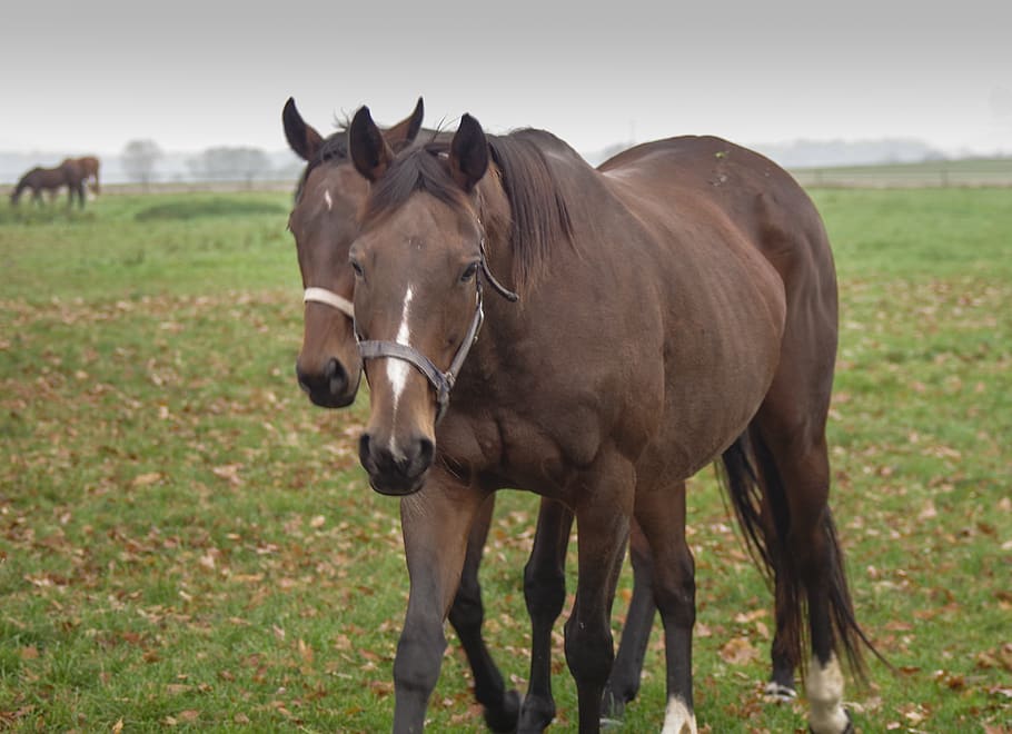 horses, para, cuddle, stud, brown, kare, animal, mammal, the horse HD wallpaper