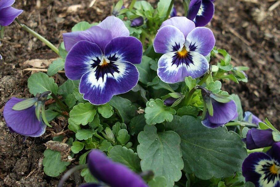 purple, spring, early bloomer, full bloom, purple flower, close HD wallpaper