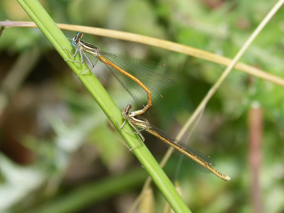 dragonfly, damselfly, insects mating, copulation, sympecma fusca HD wallpaper