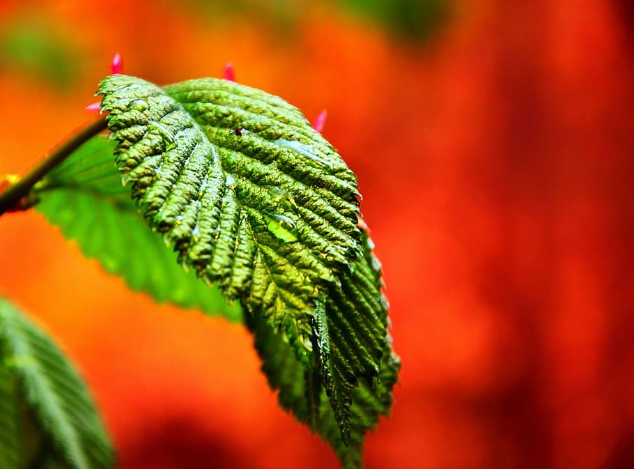 foliage, spring, nature, green, leaf, plant, close-up, green Color HD wallpaper