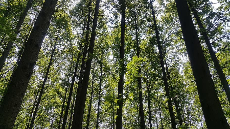 forest, meta esquire, wood, tree, plant, tree trunk, low angle view HD wallpaper