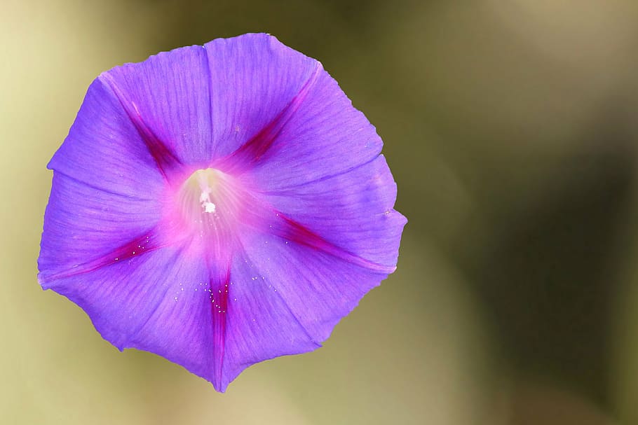 purple flower, superb thread, winds, blossom, bloom, climber HD wallpaper