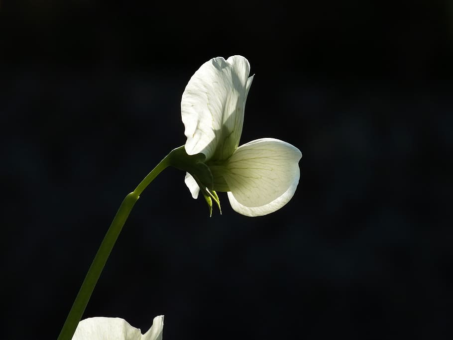 bean, flower, light, flowering plant, petal, beauty in nature HD wallpaper