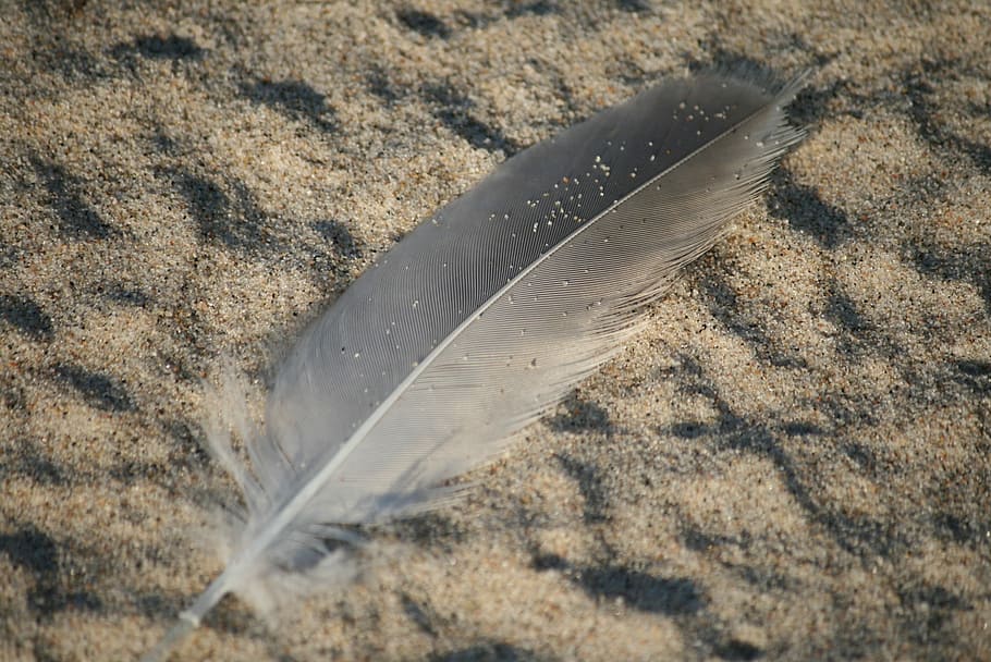 Feather, Sand, Beach, Nature, Summer, vacation, no people, close-up HD wallpaper