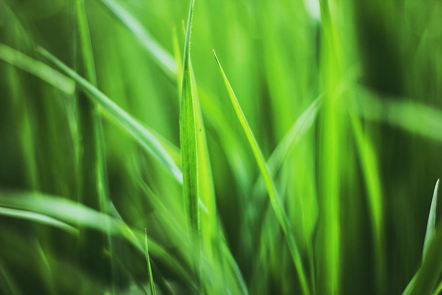 Grass, Plant, Spring, Meadow, plants, blade of grass, green HD wallpaper
