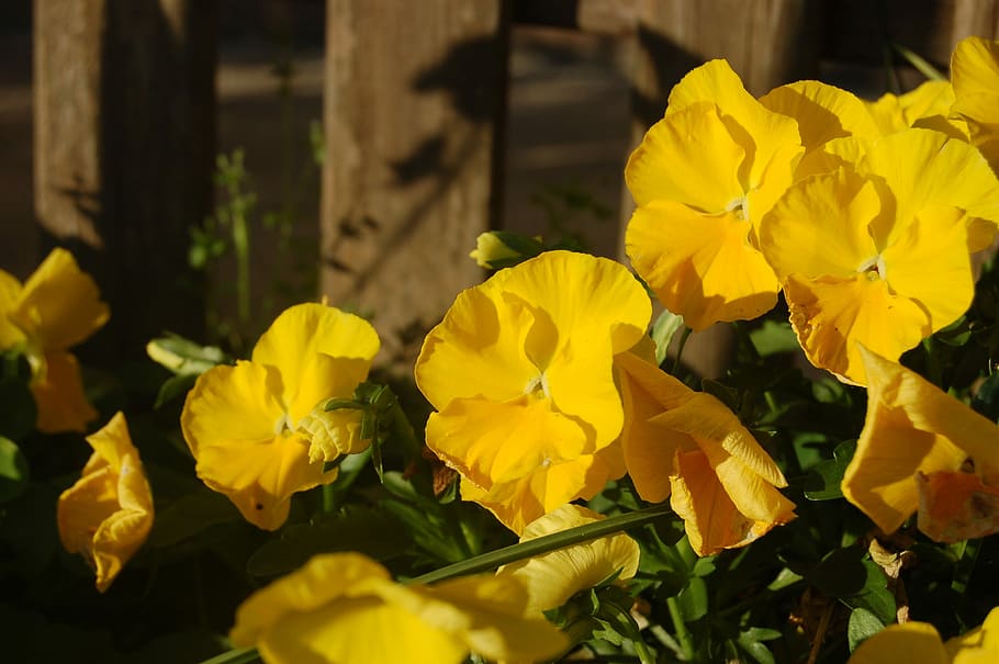 yellow flowers, garden, spring, flowering plant, beauty in nature HD wallpaper