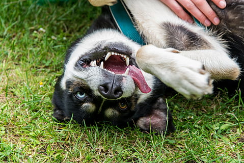 black and white Siberian husky puppy, fun, funny, dog, cool HD wallpaper