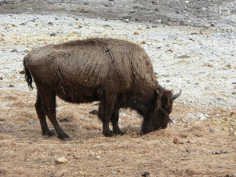 bison, zoo, bovine, animal themes, mammal, field, vertebrate HD wallpaper