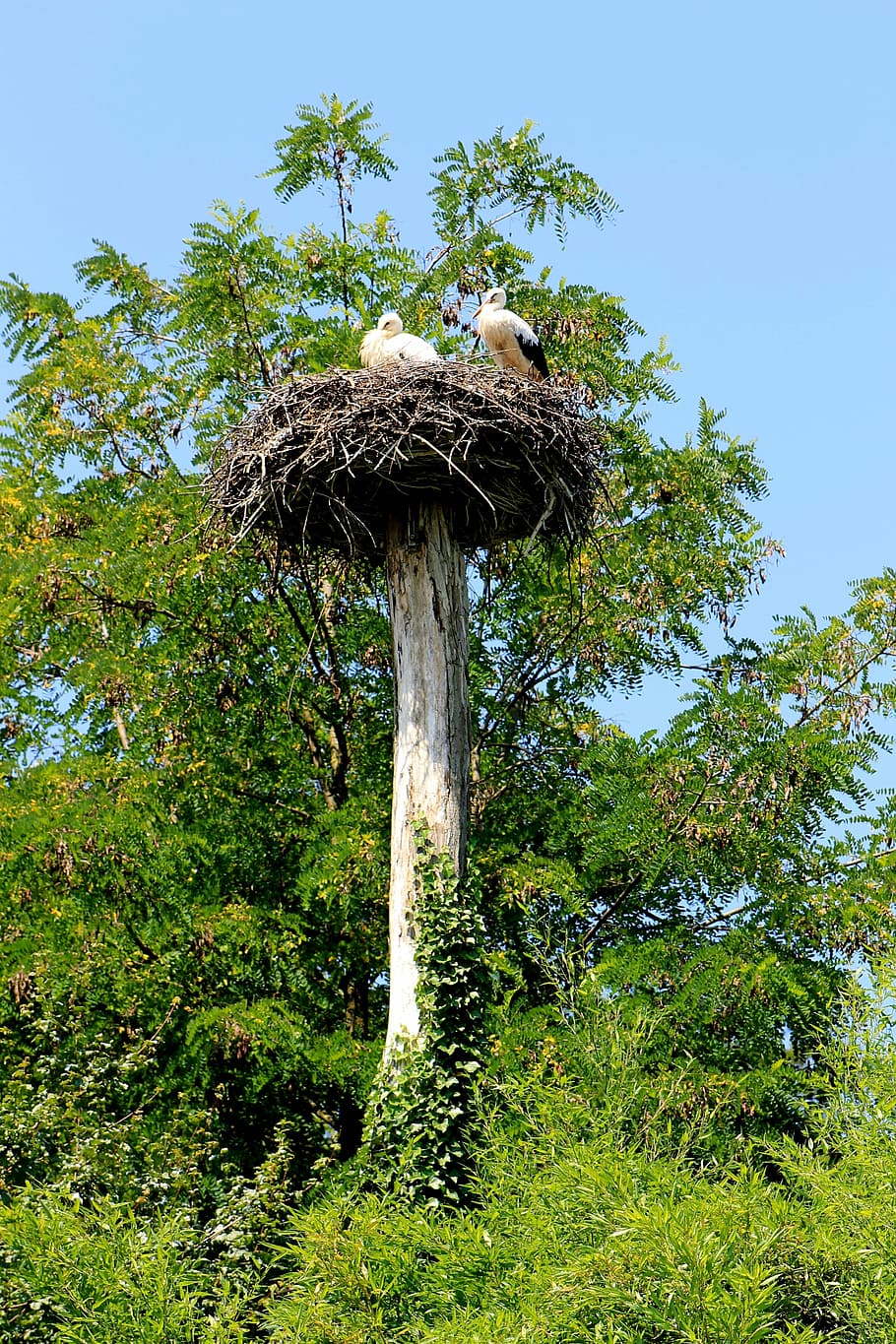 Stork, Bird, storchennest, tree, nature, animals in the wild HD wallpaper