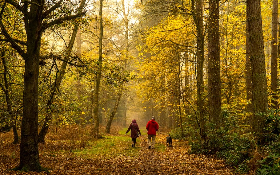 Autumn Walks, two people walking inside forest, tree, woodland HD wallpaper